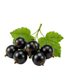 Black Currant