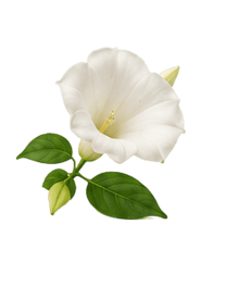 White florals