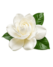 Gardenia