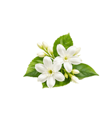 Jasmine