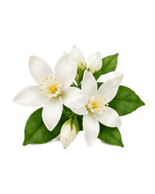 Orange Blossom