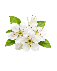 Pear Blossom